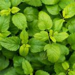 10 سبزی که باید در رژیم خود داشته باشید